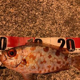 ゴマヒレキントキ