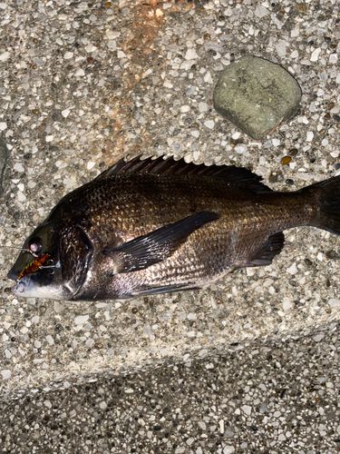 クロダイの釣果