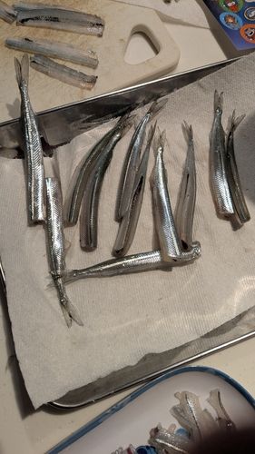 マアジの釣果