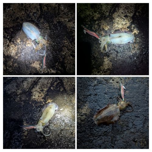 アオリイカの釣果
