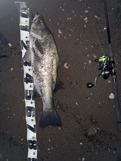 ヒラスズキの釣果
