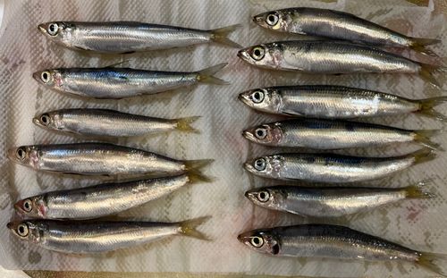 ウルメイワシの釣果