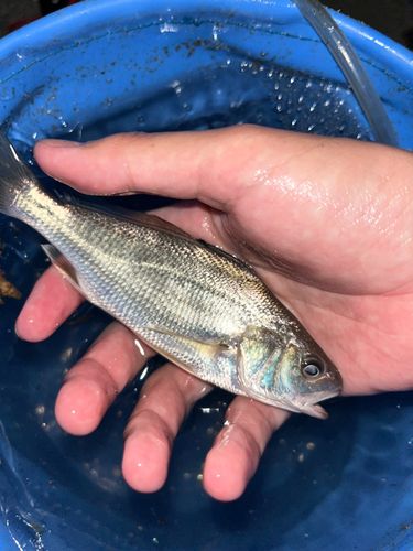イシモチの釣果