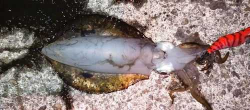 アオリイカの釣果