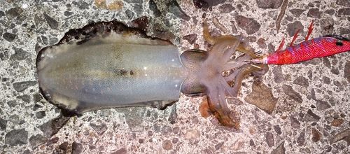 アオリイカの釣果