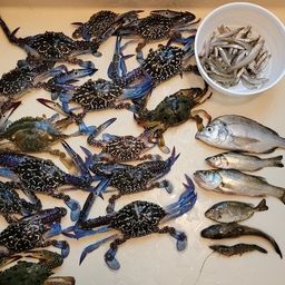 クロダイ