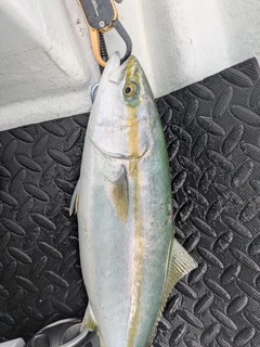 ヤズの釣果