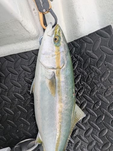 ヤズの釣果