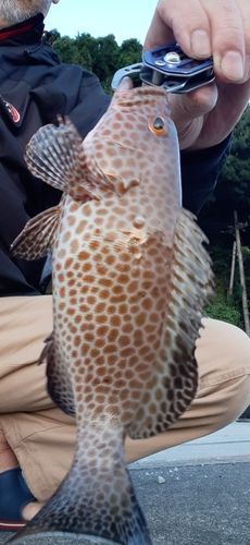 オオモンハタの釣果