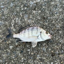 クロダイ