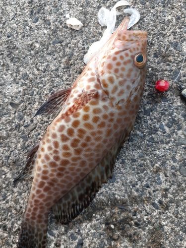 オオモンハタの釣果