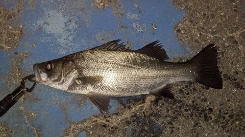 表浜名湖