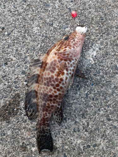 内浦湾（沼津）
