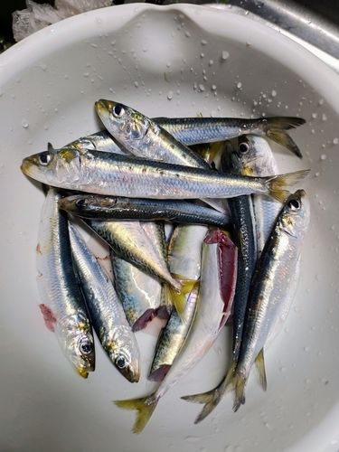 舘鼻漁港