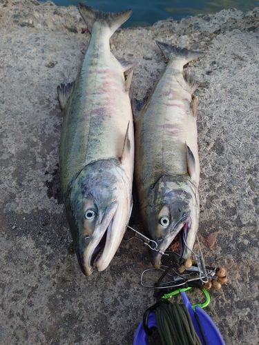シロザケの釣果