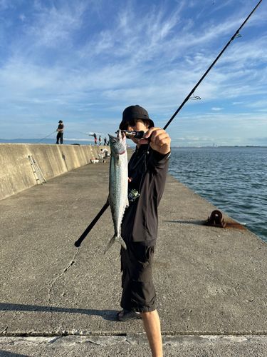 サゴシの釣果