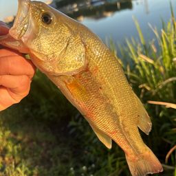 ラージマウスバス