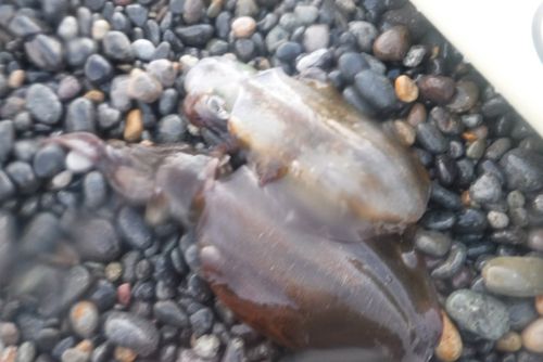 釣果