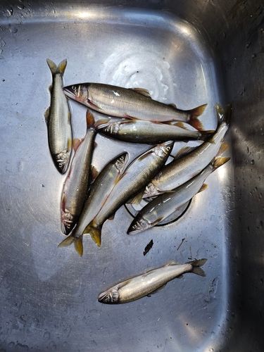 アユの釣果