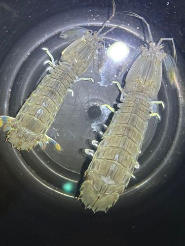 シャコの釣果
