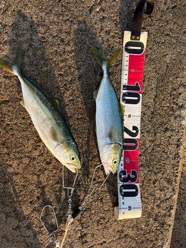 ツバイソの釣果