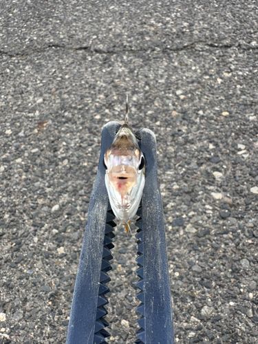 ヒイラギの釣果