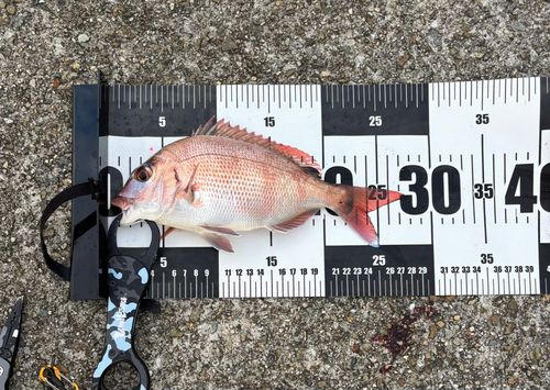 チャリコの釣果