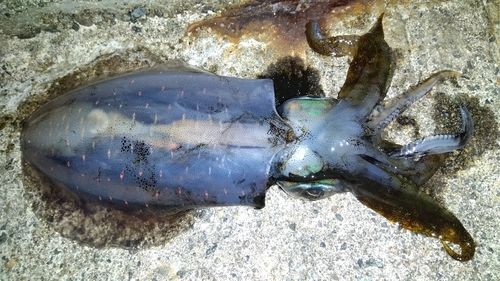 アオリイカの釣果
