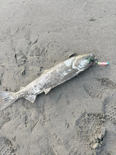 サケの釣果