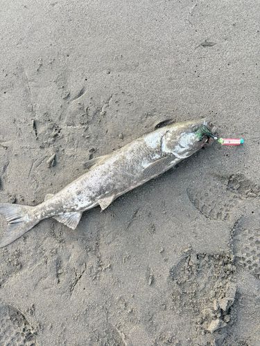 噴火湾