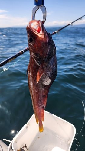 ドンコの釣果