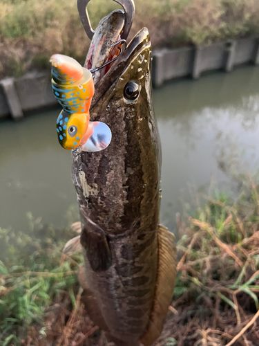 ライギョの釣果
