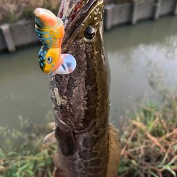 ライギョ