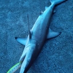 シロザメ