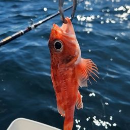 カサゴ