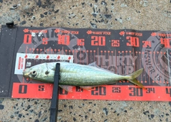 マルアジの釣果