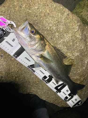 シーバスの釣果