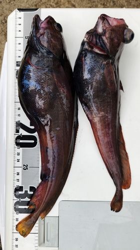ドンコの釣果