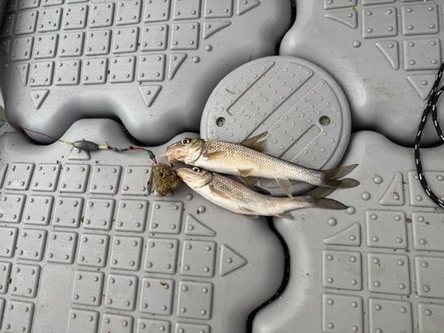 ニゴイの釣果