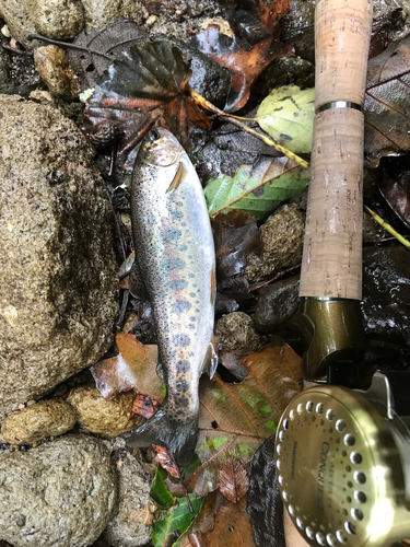 ニジマスの釣果