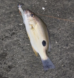 クロホシフエダイの釣果