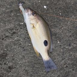 クロホシフエダイ