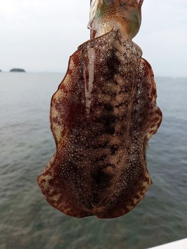 豊浜漁港