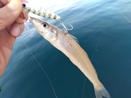 キスの釣果