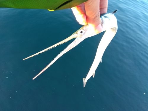 ダツの釣果