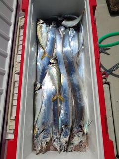 タチウオの釣果