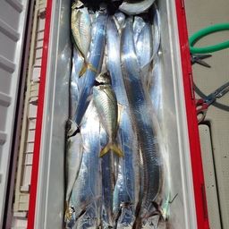 タチウオ