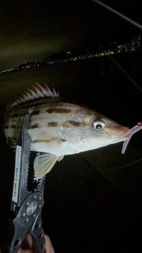 シマイサキの釣果