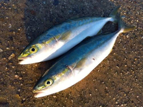 飯田湾
