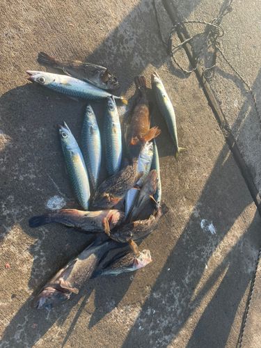 クロソイの釣果